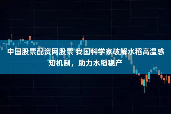 中国股票配资网股票 我国科学家破解水稻高温感知机制，助力水稻稳产